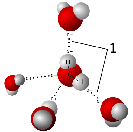 3D model hydrogen bonds in water source